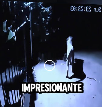 D1718011 Leones Tocan La Puerta Dejan Tensión Total (Parte 2)