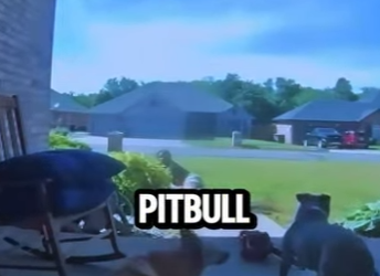 D1718005 Dueña Detiene Su Pitbull Con Solo Contar Hasta Dos (Parte 2)