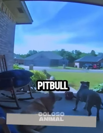 D1718005 Dueña Detiene Su Pitbull Con Solo Contar Hasta Dos (Parte 2)