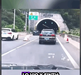 R0102008 Cerdos rescatados(Parte 2)