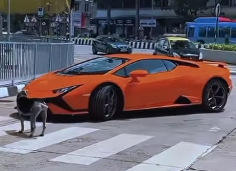 D1718004 Perro Detiene Lamborghini En Plena Calle (Parte 2)