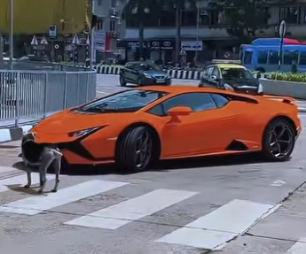 D1718004 Perro Detiene Lamborghini En Plena Calle (Parte 2)
