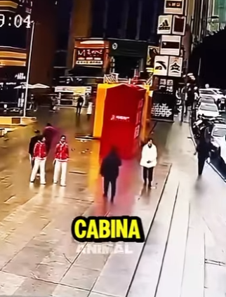 D1718003 Perrito Perdido Encuentra Su Dueña Tras Meses (Parte 2)