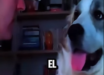 D1718001 Perro Relajado Le Da Lección Épica Un Hombre (Parte 2)