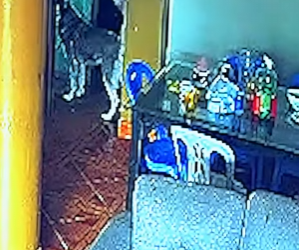 D1912004 Perro predice un terremoto segundos antes (Parte 2)