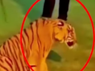 D1912002 Tigre rottweiler frente frente en un tenso encuentro (Parte 2)