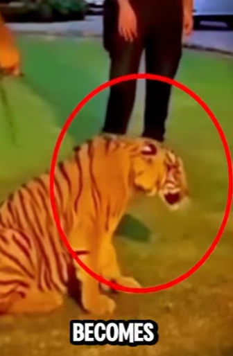 D1912002 Tigre rottweiler frente frente en un tenso encuentro (Parte 2)