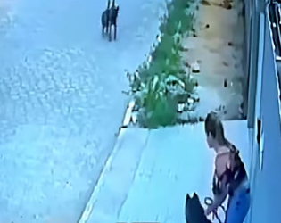 D1912001 Mujer su perro enfrentan dos callejeros (Parte 2)