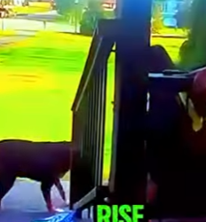 D1912006 Dos perros sorprenden repartidor pasa lo peor (Parte 2)