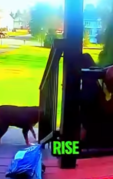 D1912006 Dos perros sorprenden repartidor pasa lo peor (Parte 2)