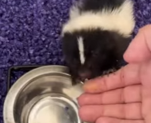 A1812005 Zorrillo de rescate (Parte 2)