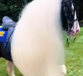 A1812004 Hay que recortar la crin de los caballos (Parte 2)