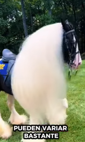 A1812004 Hay que recortar la crin de los caballos (Parte 2)