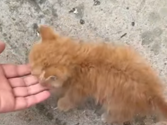 A1812003 Gatito rescatado (Parte 2)