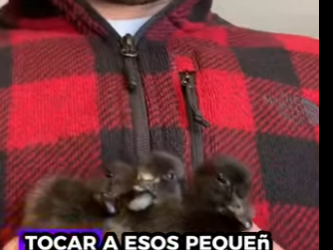 A1812006 Patos rescatados (Parte 2)