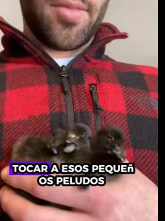 A1812006 Patos rescatados (Parte 2)