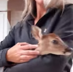 A1812002 Rescata al ciervo (Parte 2)