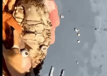 G0102001 PERCEBES en el Exoesqueleto de CANGREJO (Parte 2)