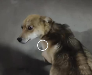 A1912005 little animals are so pitiful