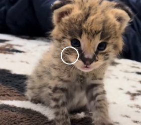 A1912002 Servicios de rescate (Parte 2)