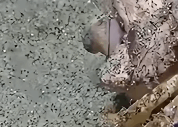 G0102006 PERCEBES sobre CANGREJO ERMITAÑO (Parte 2)