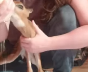 A1912003 Rescata al ciervo (Parte 2)