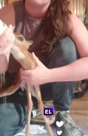 A1912003 Rescata al ciervo (Parte 2)