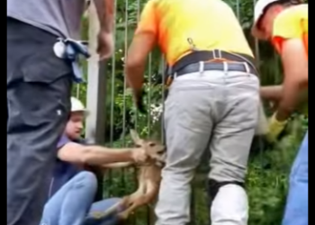 A1912001 Rescata al ciervo (Parte 2)