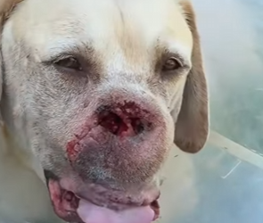 A1912006 El pedazo de pan que le acercaban escondía (Parte 2)