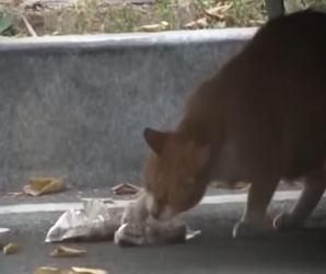 esta gatita decidio pasar hambre para alimentar sus gatitos (Parte 2)