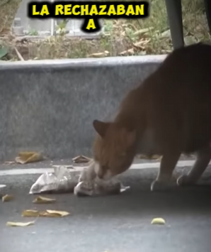 esta gatita decidio pasar hambre para alimentar sus gatitos (Parte 2)
