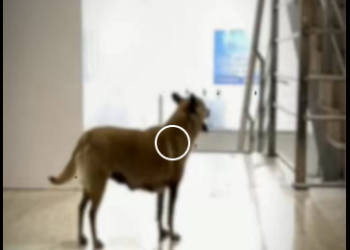 V1819012 El perro que nadie queria (Parte 2)