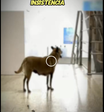 V1819012 El perro que nadie queria (Parte 2)