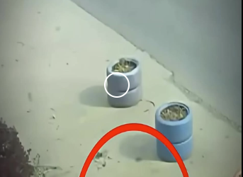 V1819007 estos perritos ayudaron su amigo (Parte 2)