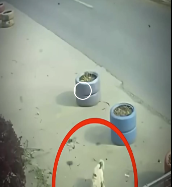 V1819007 estos perritos ayudaron su amigo (Parte 2)