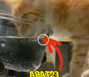 V1819009 este gatito estaba ciego no lo sabian (Parte 2)