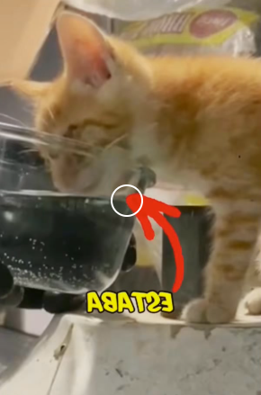 V1819009 este gatito estaba ciego no lo sabian (Parte 2)