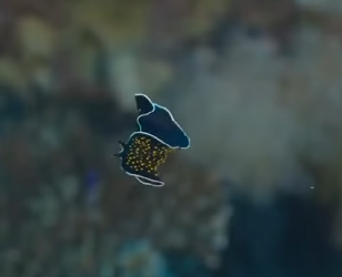 G2012014 Animales que Sobreviven Sin Corazón (Parte 2)