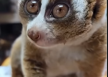 G2012007 No Tengas Estas Mascotas en Casa (Parte 2)