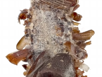 G2012008 Animales Descubiertos en (Parte 2)