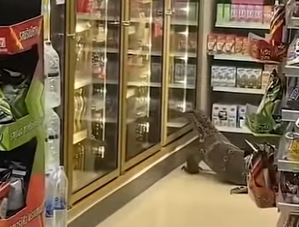 G2012001 Animales Salvajes en (Parte 2)