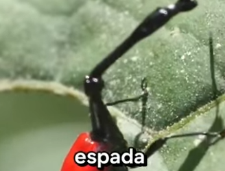 G2012010 Escarabajos que no Creerás que (Parte 2)