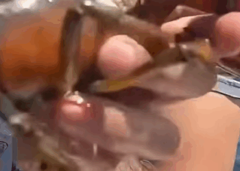 G0102003 PERCEBES en LANGOSTAS sí (Parte 2)