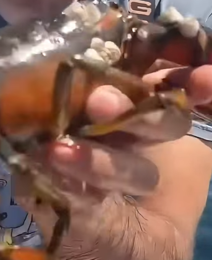 G0102003 PERCEBES en LANGOSTAS sí (Parte 2)