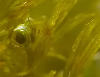 G2012011 Huye si Ves Una de Estas Arañas (Parte 2)