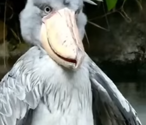 G2012013 Animales que Parecen de Otro (Parte 2)