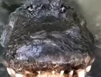 G2012003 Los Depredadores Negros Más Peligrosos de Reino Animal (Parte 2)