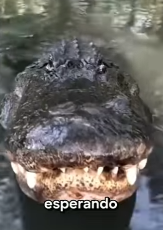 G2012003 Los Depredadores Negros Más Peligrosos de Reino Animal (Parte 2)