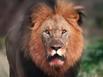 G2012002 Los Leones Más Agresivos de la (Parte 2)