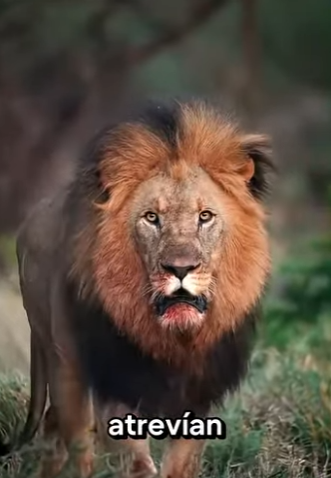 G2012002 Los Leones Más Agresivos de la (Parte 2)